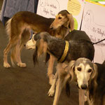 la famille Saluki