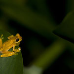 Frosch in Piedras Blanca National Park by Volker Abt