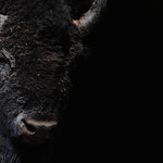 Bison in den Badlands, South Dakota by Volker Abt