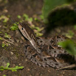 Die giftigste Schlange Mittelamerikas - die Lanzenotter by Volker Abt