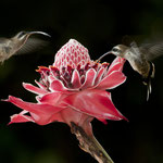 Kolibri im Piedras Blanca National Park by Volker Abt
