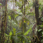 Nebelwald im Monteverde National Park by Volker Abt
