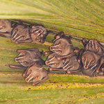Fledermäuse im Manuel Antonio National Park by Volker Abt