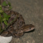 Die giftigste Schlange Mittelamerikas - die Lanzenotter by Volker Abt