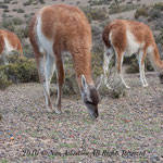 Vicuna Threesome - at Punta Tombo