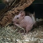 Degu Nackt Haarlos Qualzucht Defektzucht hairless nacked