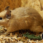 Degu Cream