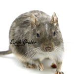 Degu Blau / Silber / silver / silver agouti