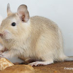 Degu Cream (heller Sand Ton mit etwas grau)