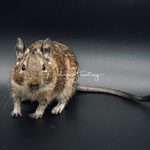 Degu Agouti