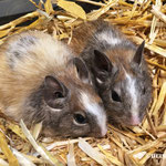 Degu Tricolor / Dreifarbig