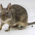 Degu Blau / Silber / silver / silver agouti