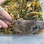 Degu Stromung (Tigerung)