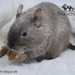 Degu Schoko / Chocolate