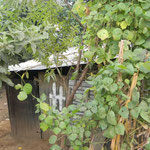 nasaria's old home