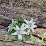 Edelweiss - immer wieder schön!