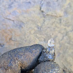 Zepterchen - klein aber fein!