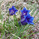 Enzian - der Bergfrühling ist da!