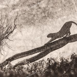 Leopard in the rain-50x70.