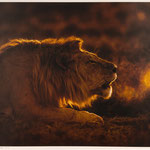 Lion Roaring at Sunrise-50x70