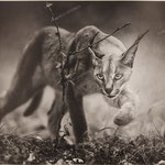Caracal Stalking-50x70