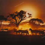 Zebras in Light and Dust-50x43