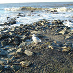 - Deutschland - Sylt - Nordsee - Meeting-Incentive-Conference-Events - Mitarbeitermotivation - Teambuilding - Veranstaltung -