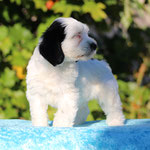 Beethoven , reserviert