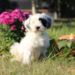 Balisto , 11 Woche 