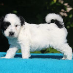 Boomer , Gewicht : 1788 g