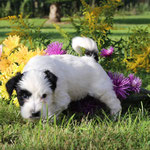 Boomer , Gewicht : 1531 g