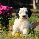 Beethoven, 11 Woche 