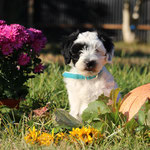 Boomer , 11 Woche