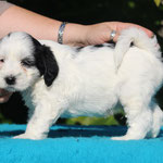 Beethoven , Gewicht : 2081 g , reserviert