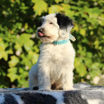 Boomer , 11 Woche 