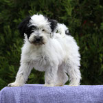 Boomer, 14. Woche , ich suche noch 