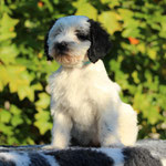 Beethoven , 11 Woche 