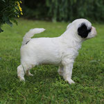 3. Rüde 