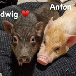 Ludwig & Anton