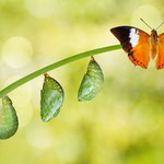 ID-Nr. 60175004_m