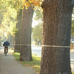 Ulla Nentwig 2005 "Horizont II", Markierung einer Waagerechten an Eichen der Hasupstraße in Mellendorf, Schlagmetall