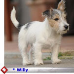 klick auf s Foto Willy