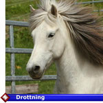  Drottning( VERKAUFT)
