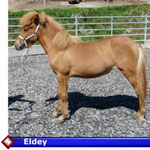 Eldey  ( VERKAUFT)
