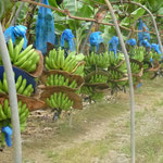 Transport des régimes de la bananeraie au conditionnement