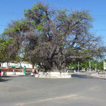 Le plus gros baobab de Madagascar - 21 m de circonférence