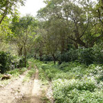 Plantation de café sous couvert pres de Matagalpa