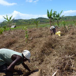 Plantation de manioc