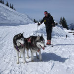 ツベルファーホルンの山頂まで登ってきた２頭　ハスキー犬