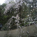 一念坂のまだ若い細やかなしだれ桜でした。